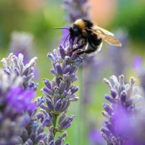 Naturfotografie