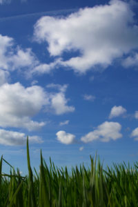 green grass